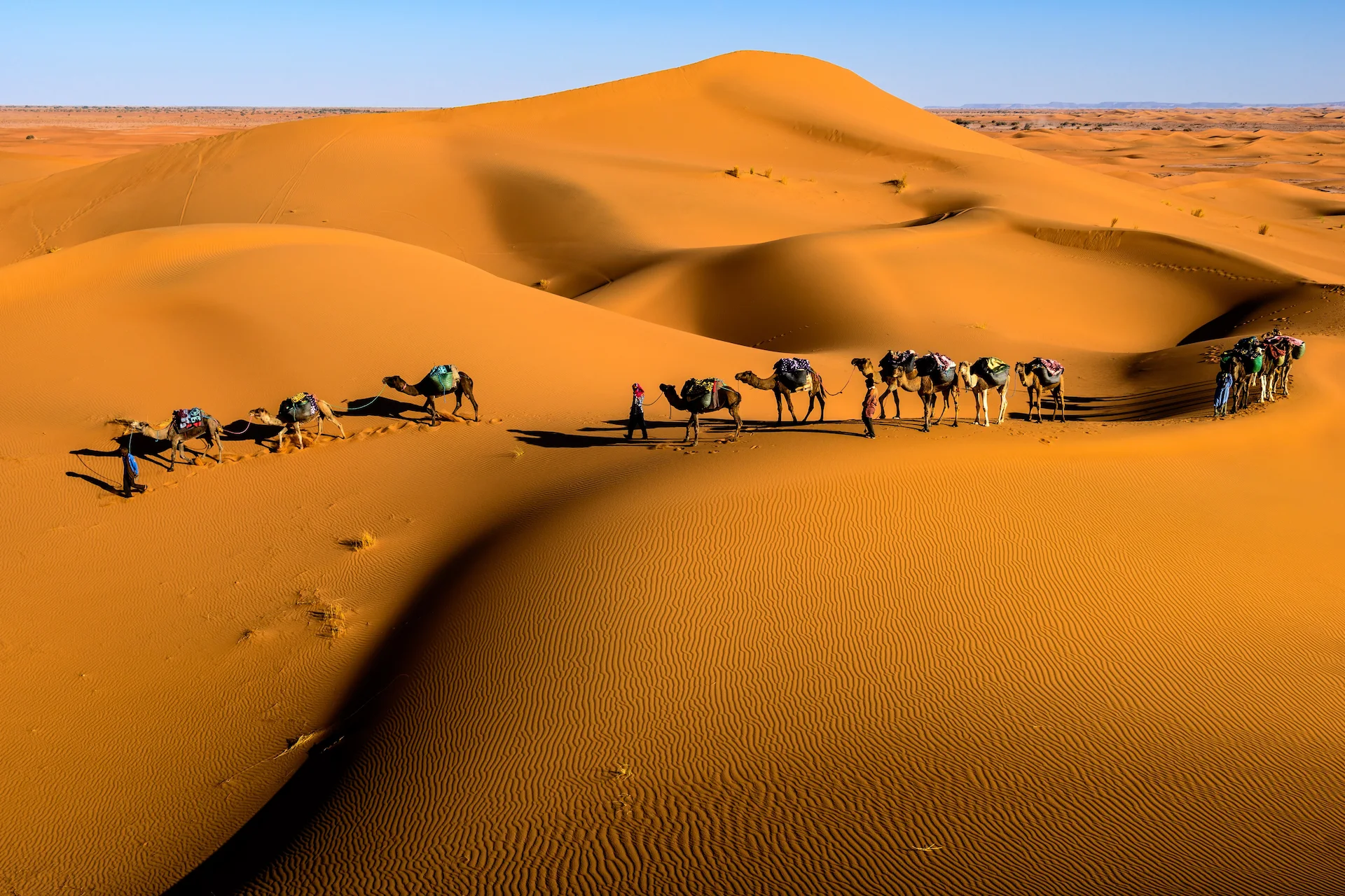 Camel caravan crossing the Sahara Desert dunes in Morocco